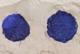 Vibrant Blue Azurite Suns on Siltstone - Australia #361224-1
